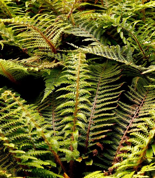 Polystichum polyblepharum